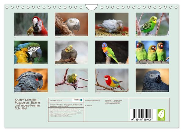 Produktbild: Krumm Schn&auml;bel - Papageien, Sittiche und andere Krumm Schn&auml;bel (Wandkalender 2026 DIN A4 quer), CALVENDO Monatskalender