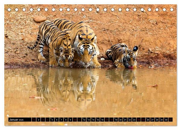 Produktbild: Indien - Im Reich des Tigers (Tischkalender 2026 DIN A5 quer), CALVENDO Monatskalender