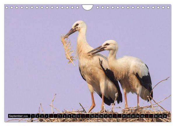 Produktbild: Die Sandersh&auml;user St&ouml;rche (Wandkalender 2026 DIN A4 quer), CALVENDO Monatskalender