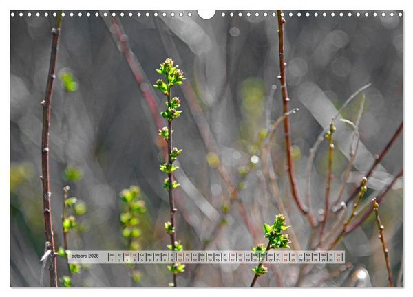 Produktbild: &Eacute;CLORE (Calendrier mural 2026 DIN A3 vertical), CALVENDO calendrier mensuel