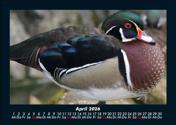 Produktbild: Enten 2026 Fotokalender DIN A5