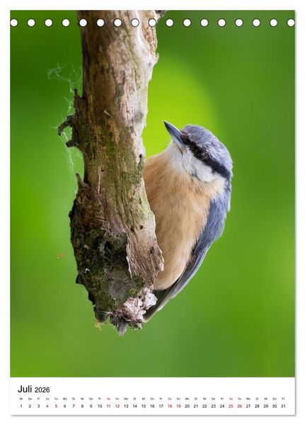 Produktbild: Heimische V&ouml;gel in Ihren G&auml;rten (Tischkalender 2026 DIN A5 hoch), CALVENDO Monatskalender