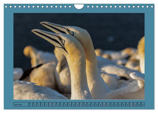 Produktbild: Helgoland und seine Basst&ouml;lpel (Wandkalender 2026 DIN A4 quer), CALVENDO Monatskalender