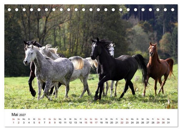 Produktbild: Pferde - im Galopp durch's Jahr 2027 (Tischkalender 2027 DIN A5 quer), CALVENDO Monatskalender