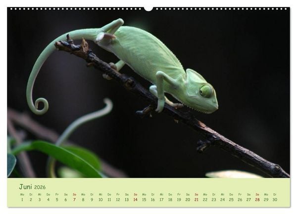 Produktbild: Augenblicke der Cham&auml;leons (hochwertiger Premium Wandkalender 2026 DIN A2 quer), Kunstdruck in Hochglanz