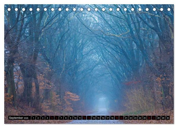Produktbild: Rotbuchen (Tischkalender 2026 DIN A5 quer), CALVENDO Monatskalender