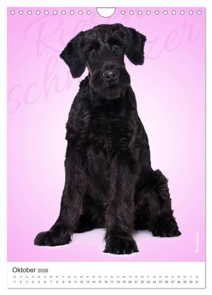 Produktbild: Kunterbunte Hundewelpen (Wandkalender 2026 DIN A4 hoch), CALVENDO Monatskalender