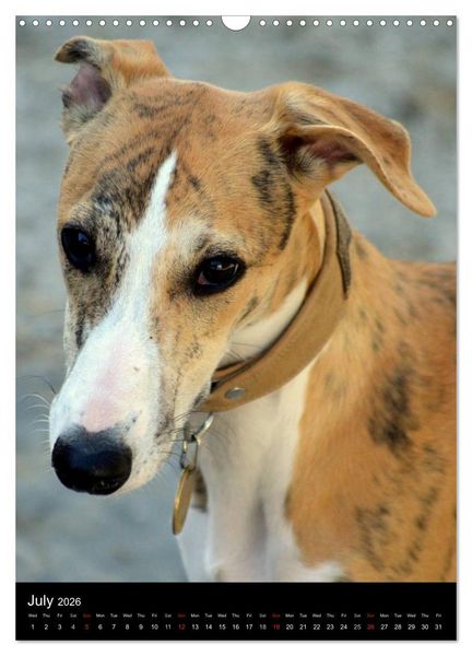 Produktbild: Beautiful Whippets (Wall Calendar 2026 DIN A3 portrait), CALVENDO 12 Month Wall Calendar