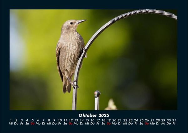Produktbild: Welt der V&ouml;gel 2025 Fotokalender DIN A4