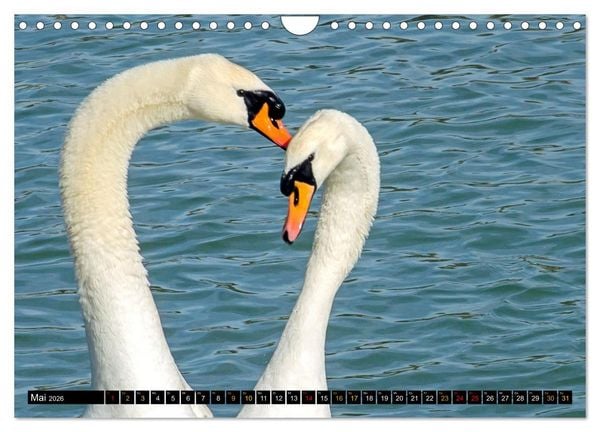 Produktbild: V&ouml;gel im Fokus - Ausdrucksstarke Vielfalt in der Vogelwelt (Wandkalender 2026 DIN A4 quer), CALVENDO Monatskalender