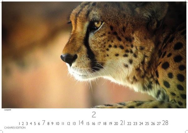 Produktbild: Big Cats Kalender 2027 &ndash; Wandkalender | Fotokalender Tierkalender 35x50cm &ndash; Wundersch&ouml;ner Gro&szlig;katzen-. mit beeindruckenden Fotos von Tiger| L&ouml;wen | Jaguar | Gepard | Luchs | Puma.