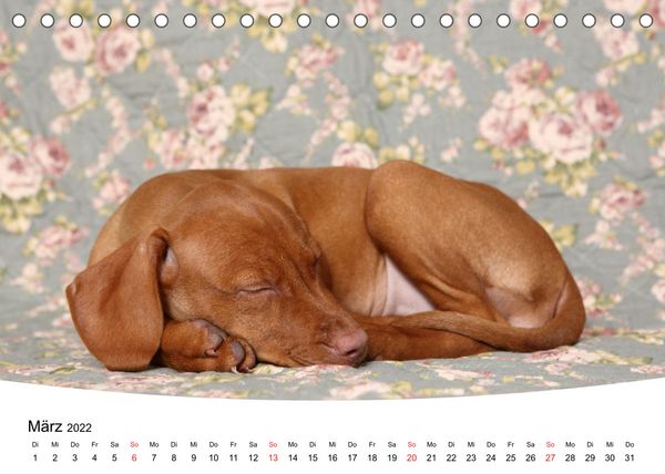 Produktbild: S&uuml;&szlig;e Tr&auml;ume 2022 - schlafende Hundewelpen (Tischkalender 2022 DIN A5 quer)