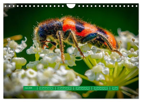 Produktbild: La vie de nos prairie, les ombellif&egrave;res (Calendrier mural 2026 DIN A4 vertical), CALVENDO calendrier mensuel
