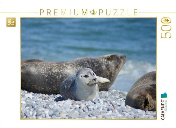 CALVENDO Puzzle Robben Baby am Strand von Helgoland | 500 Teile Lege-Größe 48 × 36 cm Foto-Puzzle für Erwachsene