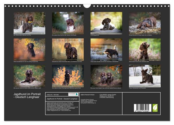 Produktbild: Jagdhund im Portrait - Deutsch Langhaar (Wandkalender 2026 DIN A3 quer), CALVENDO Monatskalender