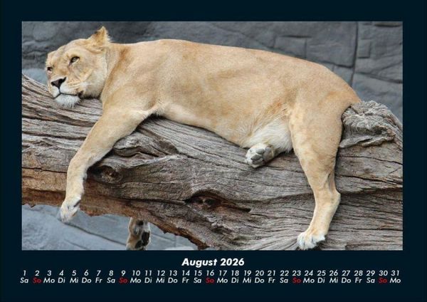Produktbild: Welt der Tiere 2026 Fotokalender DIN A4