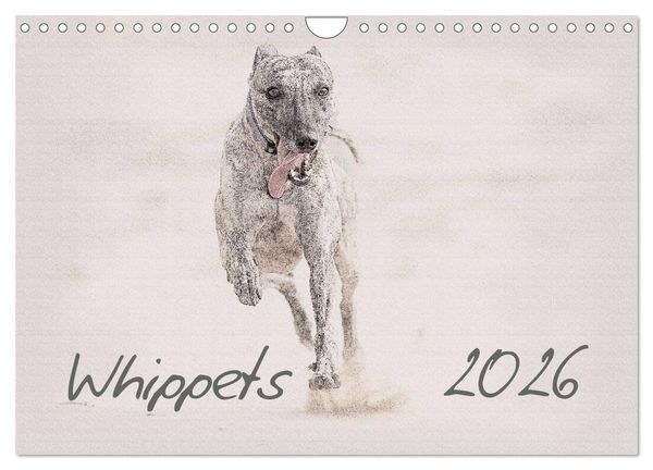 Produktbild: Whippet 2026 (Wandkalender 2026 DIN A4 quer), CALVENDO Monatskalender