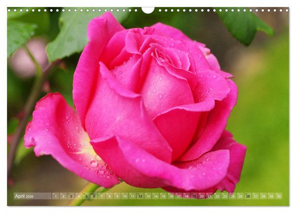 Produktbild: Stolze Rosen (Wandkalender 2026 DIN A3 quer), CALVENDO Monatskalender