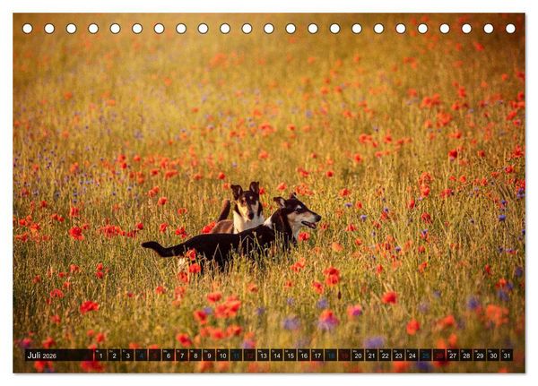 Produktbild: Smooth Collies (Tischkalender 2026 DIN A5 quer), CALVENDO Monatskalender