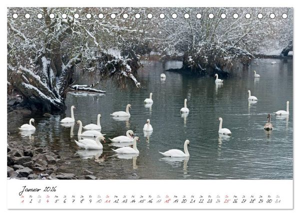 Produktbild: Ein Jahr mit den Schw&auml;nen (Tischkalender 2026 DIN A5 quer), CALVENDO Monatskalender