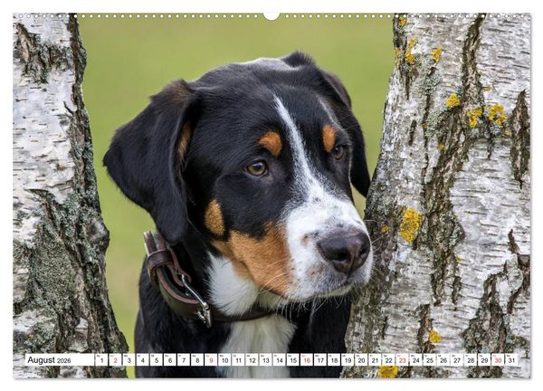 Produktbild: Gro&szlig;er Schweizer Sennenhund (hochwertiger Premium Wandkalender 2026 DIN A2 quer), Kunstdruck in Hochglanz
