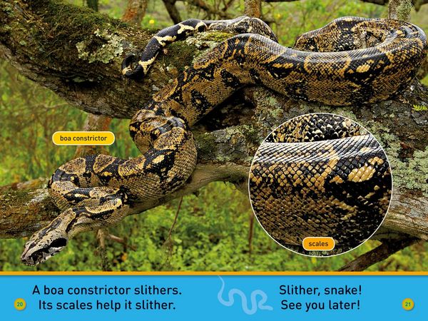 Produktbild: Nat Geo Reader - Slither Snake
