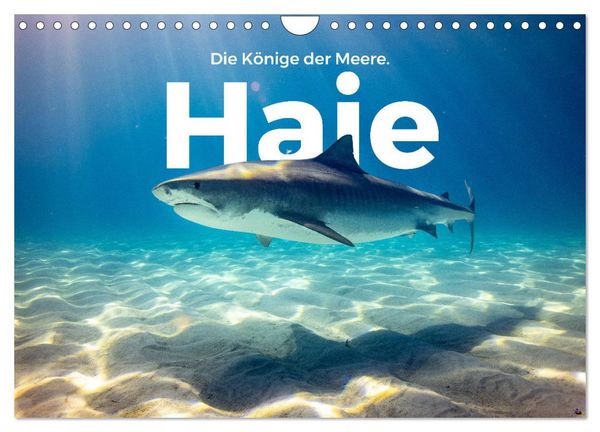 Haie - Könige der Meere. (Wandkalender 2026 DIN A4 quer), CALVENDO Monatskalender