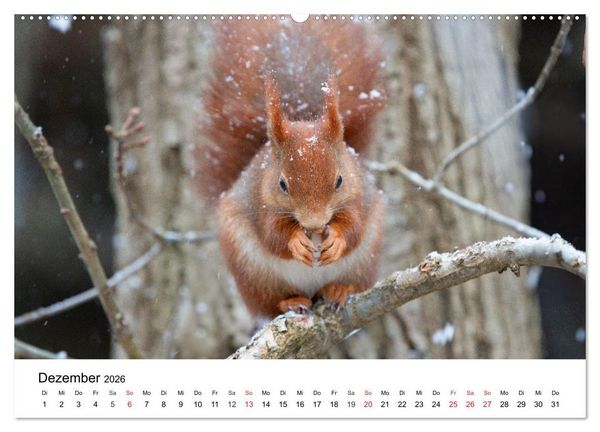 Produktbild: Eichh&ouml;rnchen - Kleine Kobolde im Roten Pelz (hochwertiger Premium Wandkalender 2026 DIN A2 quer), Kunstdruck in Hochglanz