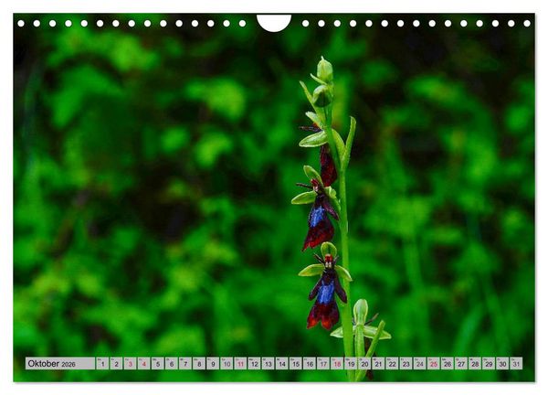 Produktbild: Orchideenwiese 2026 (Wandkalender 2026 DIN A4 quer), CALVENDO Monatskalender