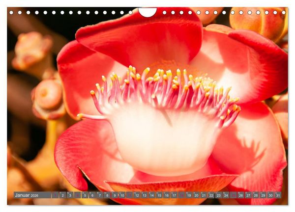 Produktbild: Blumenpracht der Welt (Wandkalender 2026 DIN A4 quer), CALVENDO Monatskalender