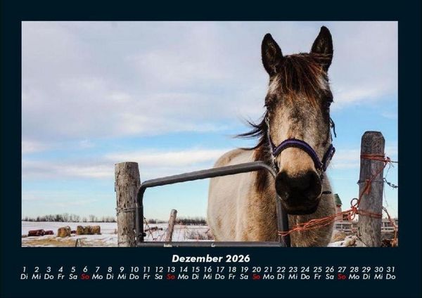 Produktbild: Pferdegefl&uuml;ster 2026 Fotokalender DIN A4
