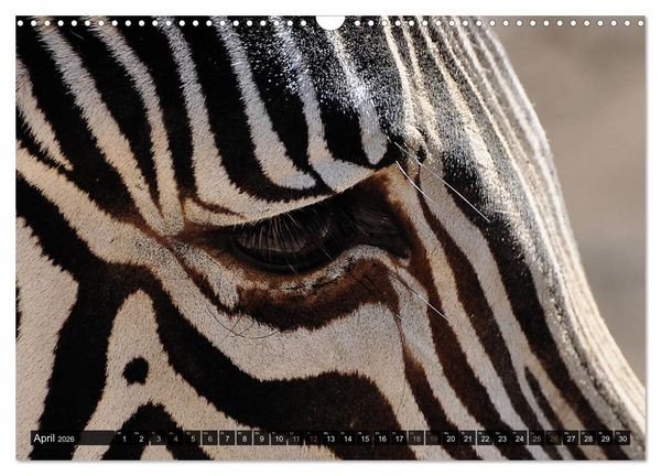 Produktbild: Wilde Tiere - Die sch&ouml;nsten Portraits (Wandkalender 2026 DIN A3 quer), CALVENDO Monatskalender