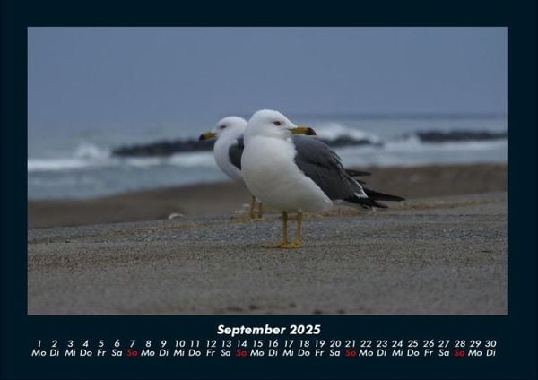 Produktbild: M&ouml;wen 2025 Fotokalender DIN A4
