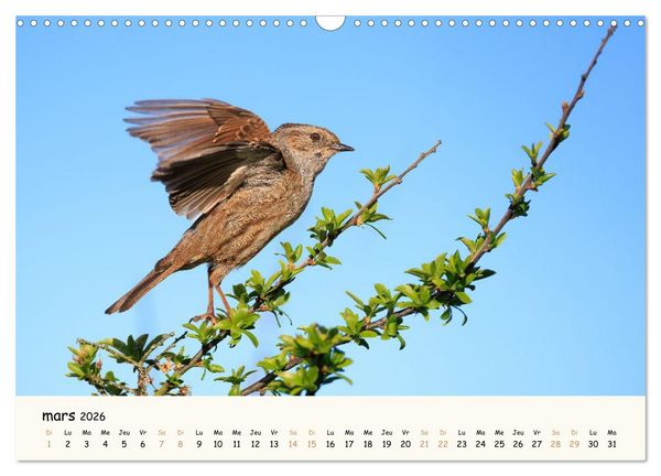 Produktbild: Chuchotements d'ailes - Une ann&eacute;e dans l'intimit&eacute; des oiseaux (Calendrier mural 2026 DIN A3 vertical), CALVENDO calendrier mensuel