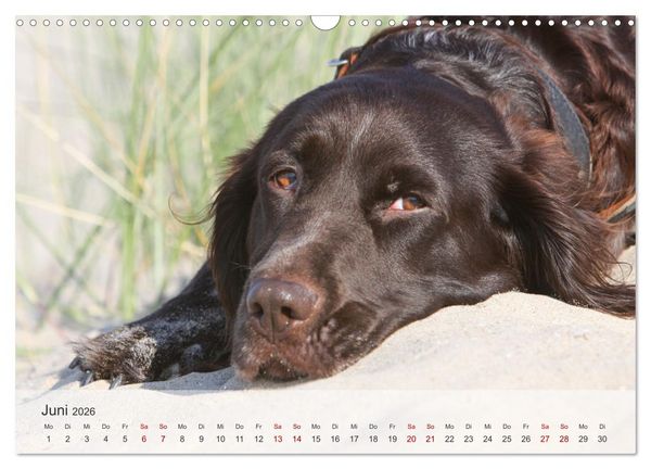 Produktbild: Der kleine M&uuml;nsterl&auml;nder (Wandkalender 2026 DIN A3 quer), CALVENDO Monatskalender