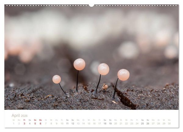 Produktbild: FASZINATION PILZE 2026 (Wandkalender 2026 DIN A2 quer), CALVENDO Monatskalender