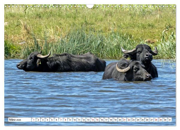 Produktbild: Moin Nordfriesland - Urlaub an der Nordseek&uuml;ste (Wandkalender 2026 DIN A3 quer), CALVENDO Monatskalender