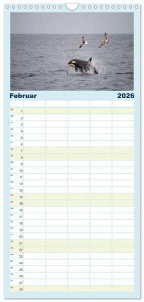 Produktbild: Familienplaner 2026 - Die Wale von Andenes mit 5 Spalten (Wandkalender, 21 x 45 cm) CALVENDO
