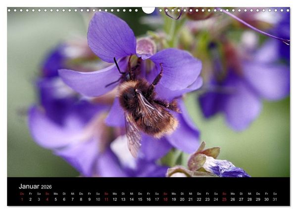 Produktbild: Hummelflug (Wandkalender 2026 DIN A3 quer), CALVENDO Monatskalender