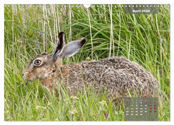 Produktbild: Naturparadies Nordstrand und Beltringharder Koog (Wandkalender 2026 DIN A3 quer), CALVENDO Monatskalender