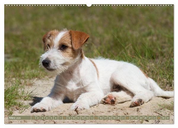 Produktbild: Faszination Terrier (hochwertiger Premium Wandkalender 2026 DIN A2 quer), Kunstdruck in Hochglanz
