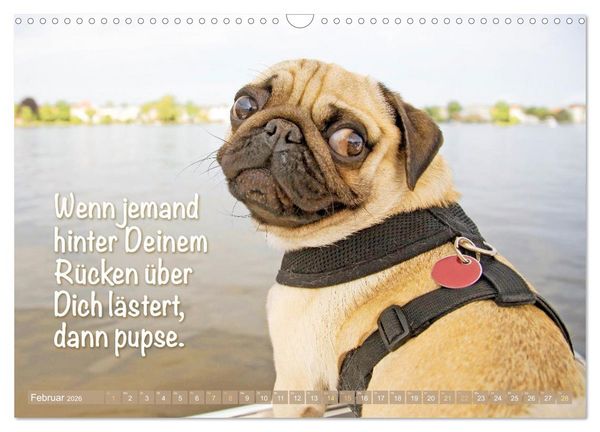 Produktbild: Mopsala: Vom Gl&uuml;ck, ein Mops zu sein (Wandkalender 2026 DIN A3 quer), CALVENDO Monatskalender