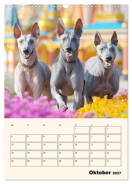 Produktbild: Xolos. Seelenhunde aus Mexiko (Wandkalender 2027 DIN A3 hoch), CALVENDO Monatskalender