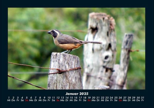 Produktbild: Welt der V&ouml;gel 2025 Fotokalender DIN A4