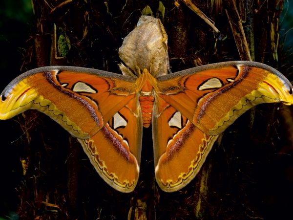 Produktbild: CALVENDO Puzzle Atlasseidenspinner Attacus atlas 1000 Teile Puzzle quer | 1000 Teile Lege-Gr&ouml;&szlig;e 64 &times; 48 cm Foto-Puzzle f&uuml;r gl&uuml;ckliche Stunden