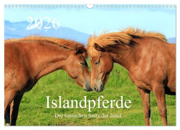Produktbild: Islandpferde - Die tierischen Stars der Insel (Wandkalender 2026 DIN A3 quer), CALVENDO Monatskalender