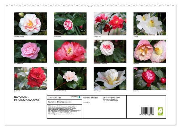Produktbild: Kamelien - Bl&uuml;tensch&ouml;nheiten (hochwertiger Premium Wandkalender 2026 DIN A2 quer), Kunstdruck in Hochglanz