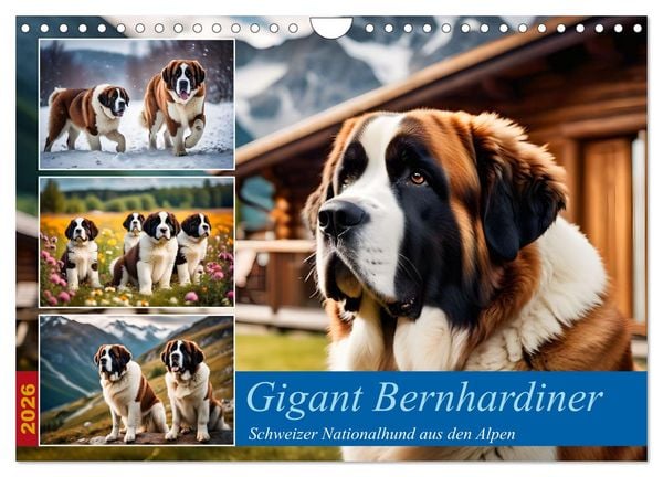 Produktbild: Gigant Bernhardiner (Wandkalender 2026 DIN A4 quer), CALVENDO Monatskalender