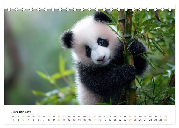 Produktbild: Panda - die Stimme der Wildnis (Tischkalender 2026 DIN A5 quer), CALVENDO Monatskalender
