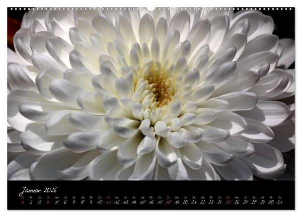 Produktbild: Floral Portraits - Blumen Impression (hochwertiger Premium Wandkalender 2026 DIN A2 quer), Kunstdruck in Hochglanz